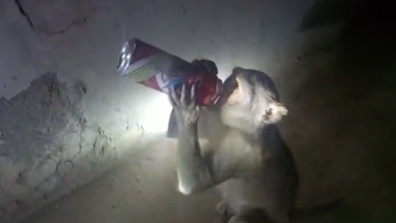 Маймуна алкохоличка краде бира в Индия