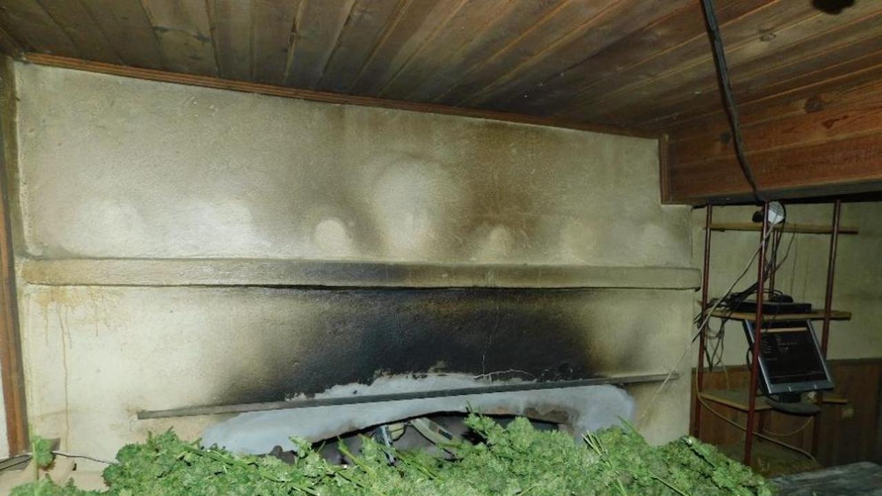 Откриха близо 50 кг марихуана в габровско село