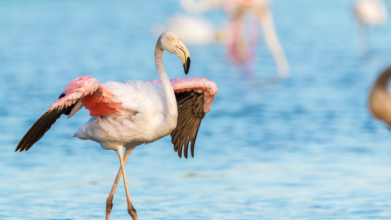 Хиляди птици розово фламинго са избрали Атанасовското и Поморийското езера,