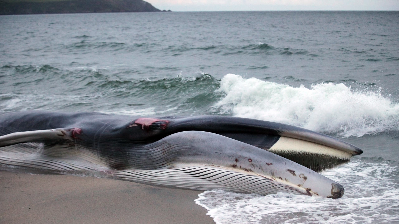 Клюномуцунест кит загина на скалист плаж в Северна Франция съобщи