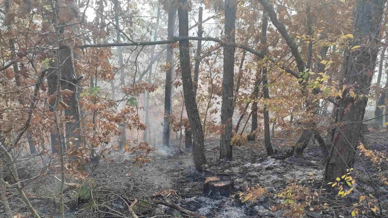 Пет декара смесена гора е засегната от пожар близо до