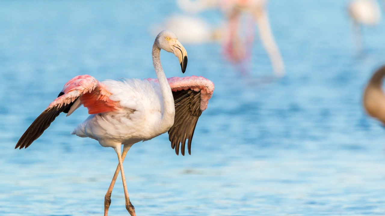Хиляди птици розово фламинго са избрали Атанасовското и Поморийското езера