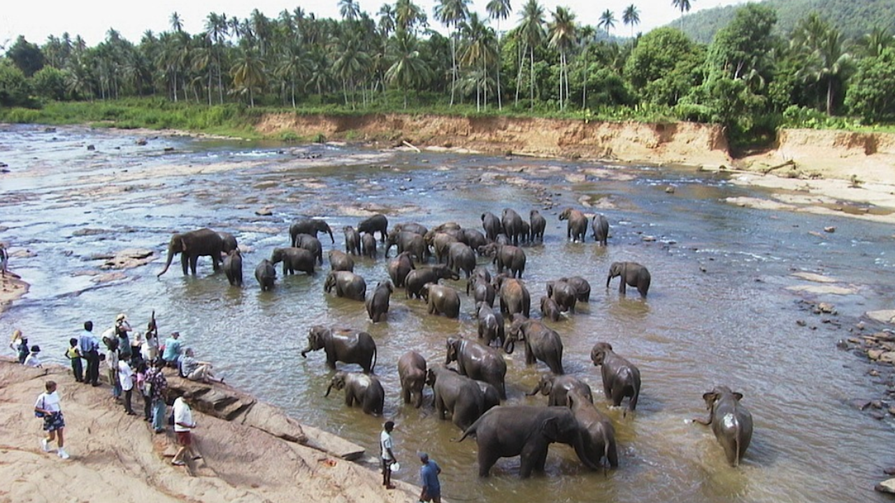 Властите в Шри Ланка ще броят слоновете през 2023 година