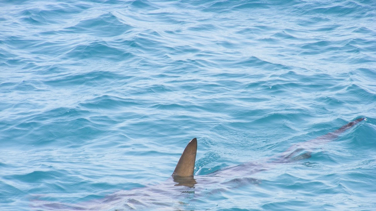 Голяма акула мако е скочила върху яхта за чартърен риболов на борда