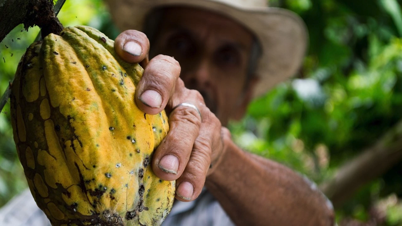 Отглеждането на какао дава работа на близо 600 000 фермери
