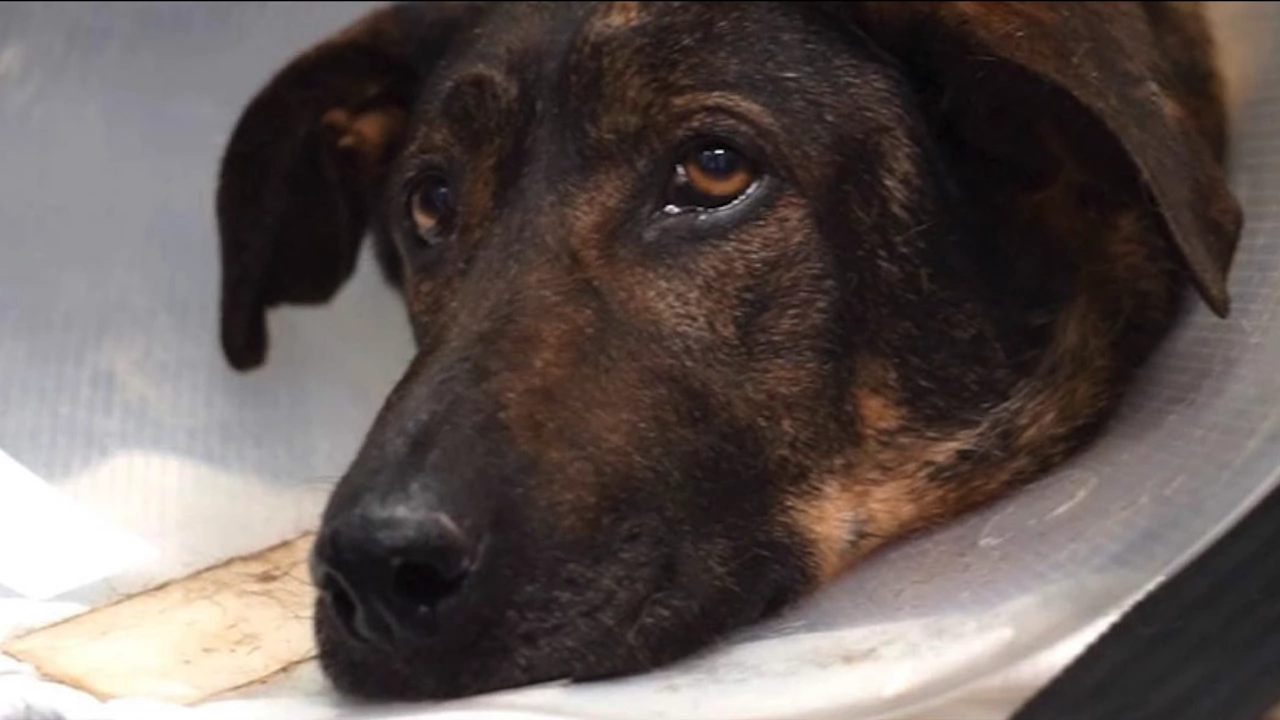 Pолицейско разследване е започнало на проявената жестокост над бездомно куче