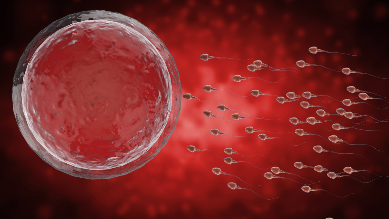 Броят на сперматозоидите е намалял с 50% за половин век