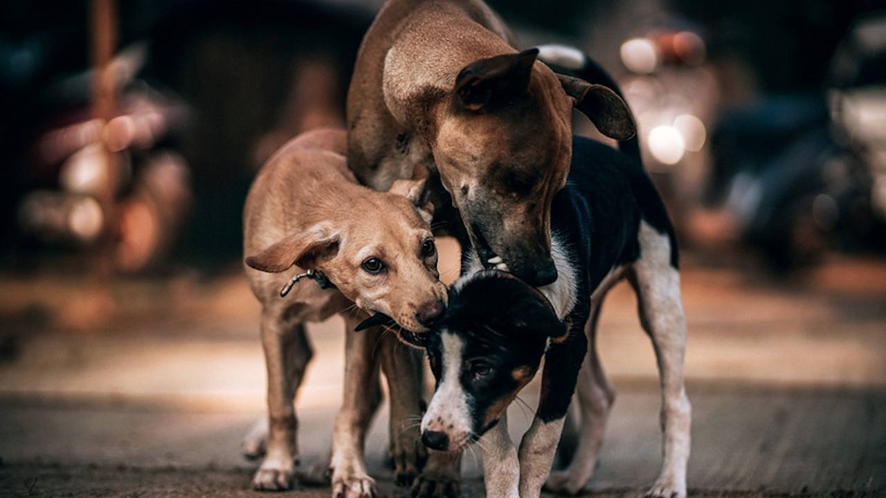 В Трявна събират храна за бездомните кучета в благотворителна коледна акция