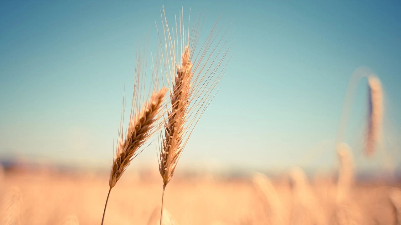 Украйна е изнесла досега 16 2 милиона тона зърно през настоящия