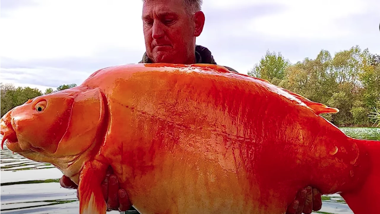 Рибар улови една от най големите златни рибки в историята Успешният