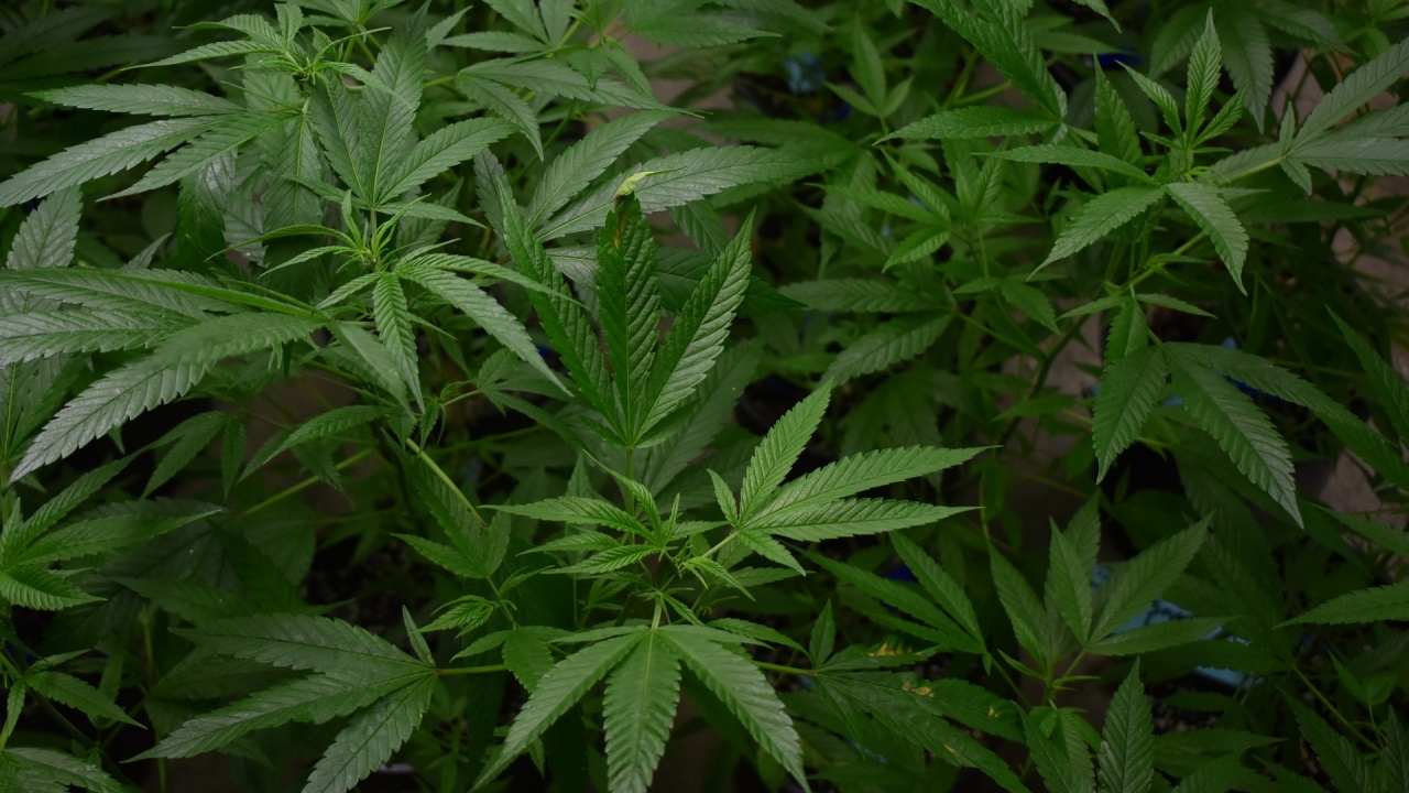Иззеха 2 килограма марихуана в Сливен
