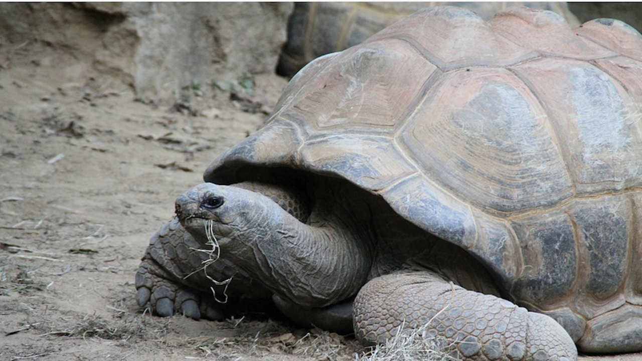 Джонатан, най-старата костенурка в света, отбеляза 190-ия си рожден ден