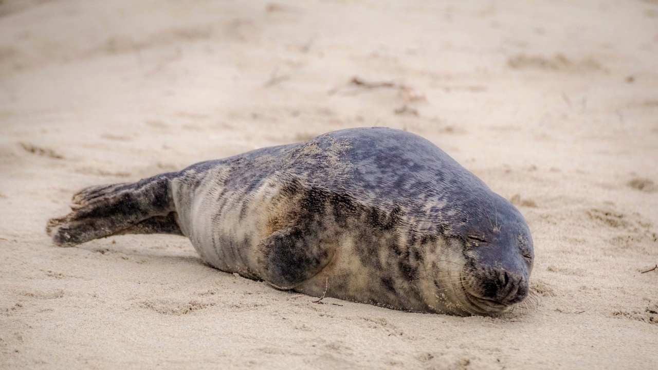 Стотици мъртви тюлени от застрашен вид бяха изхвърлени на руското крайбрежие на Каспийско море