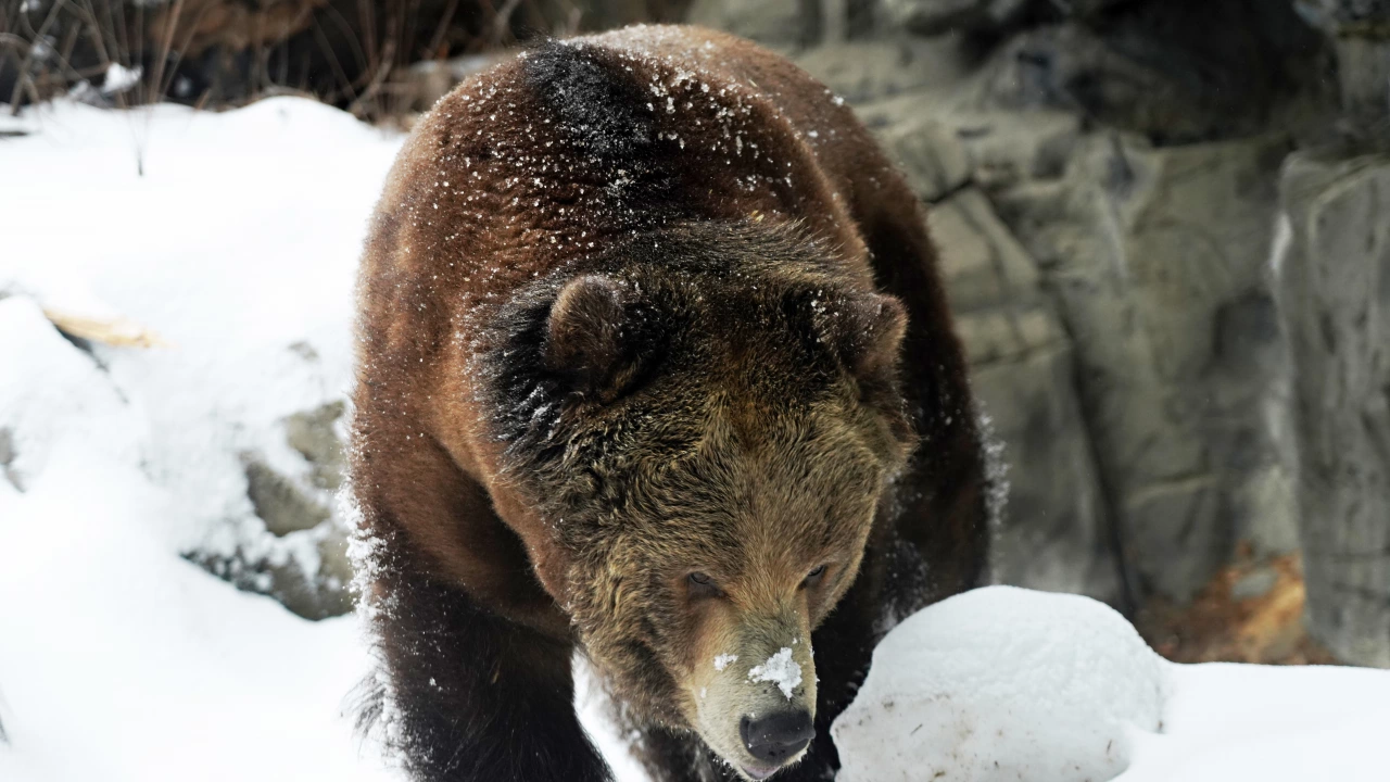 Два видеоклипа с мечки бродещи в снега станаха хит за