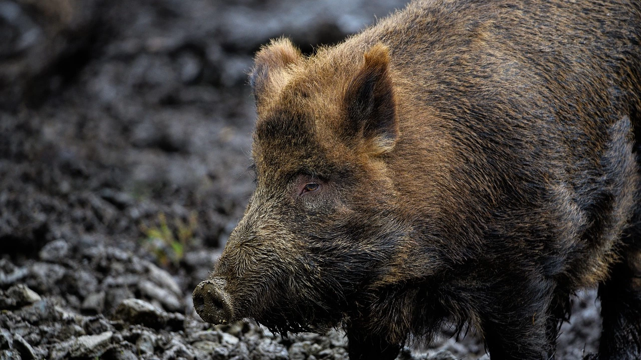 Три случая на африканска чума по свинете бяха регистрирани в