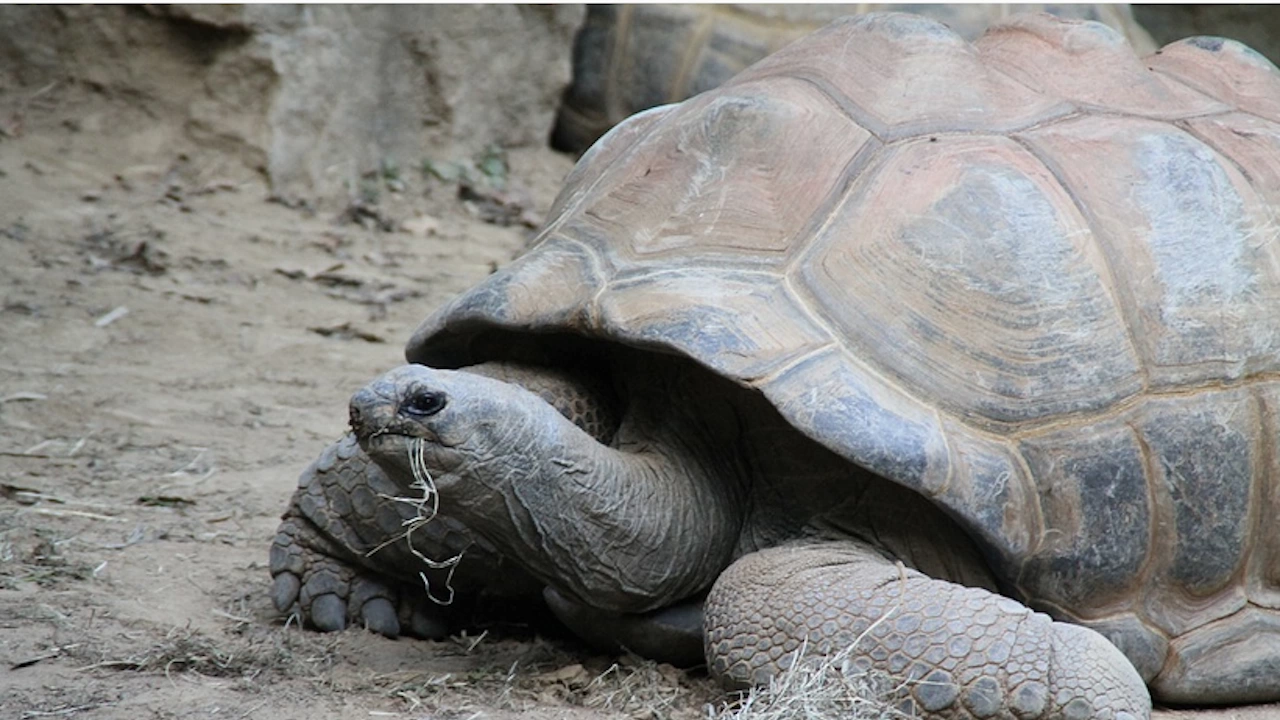 Джонатан най старата костенурка в света отбеляза 190 ия си
