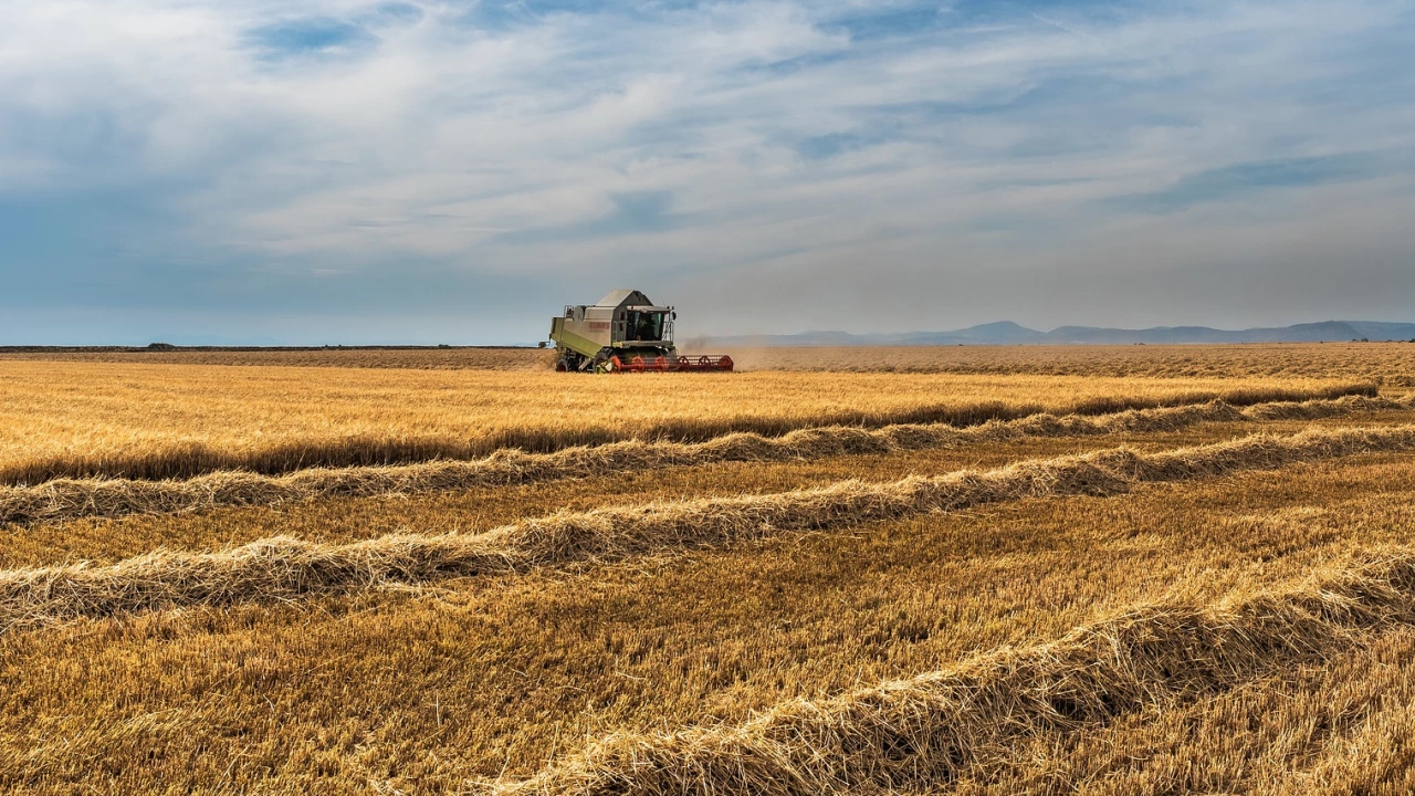Русия е ожънала пшеница за около 1 милиард долара в