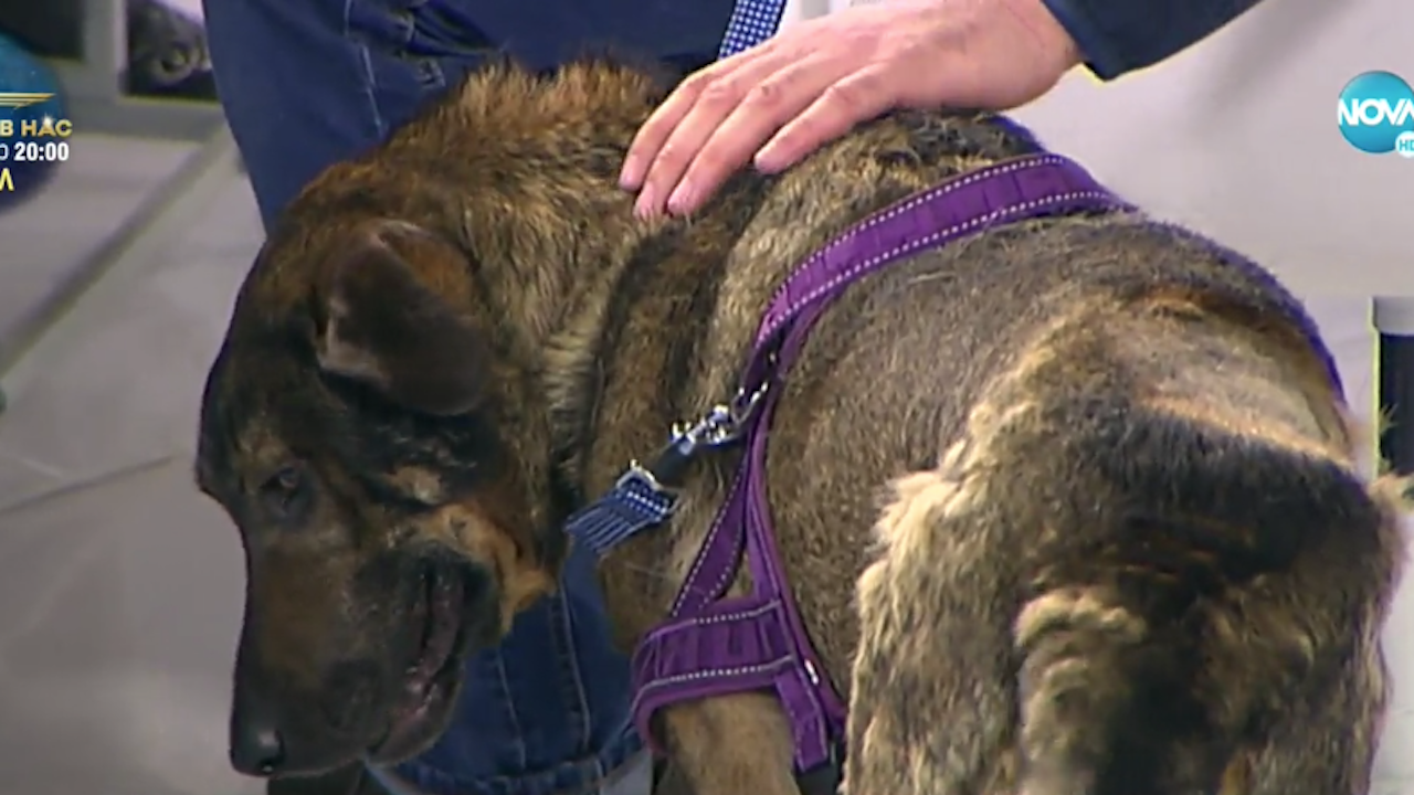 Разкриха какво е преживяло кучето Мечо докато е било в ръцете на насилника си