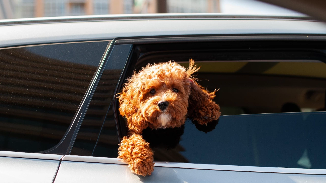 Кучетата предпочитат електрическите автомобили пред дизеловите защото те са по тихи