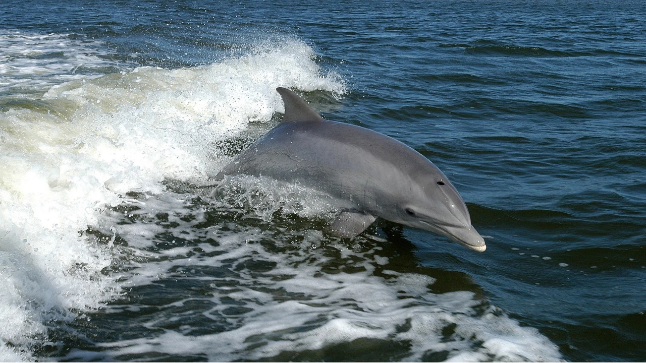 Повече от 50 000 делфини в Черно море са загинали