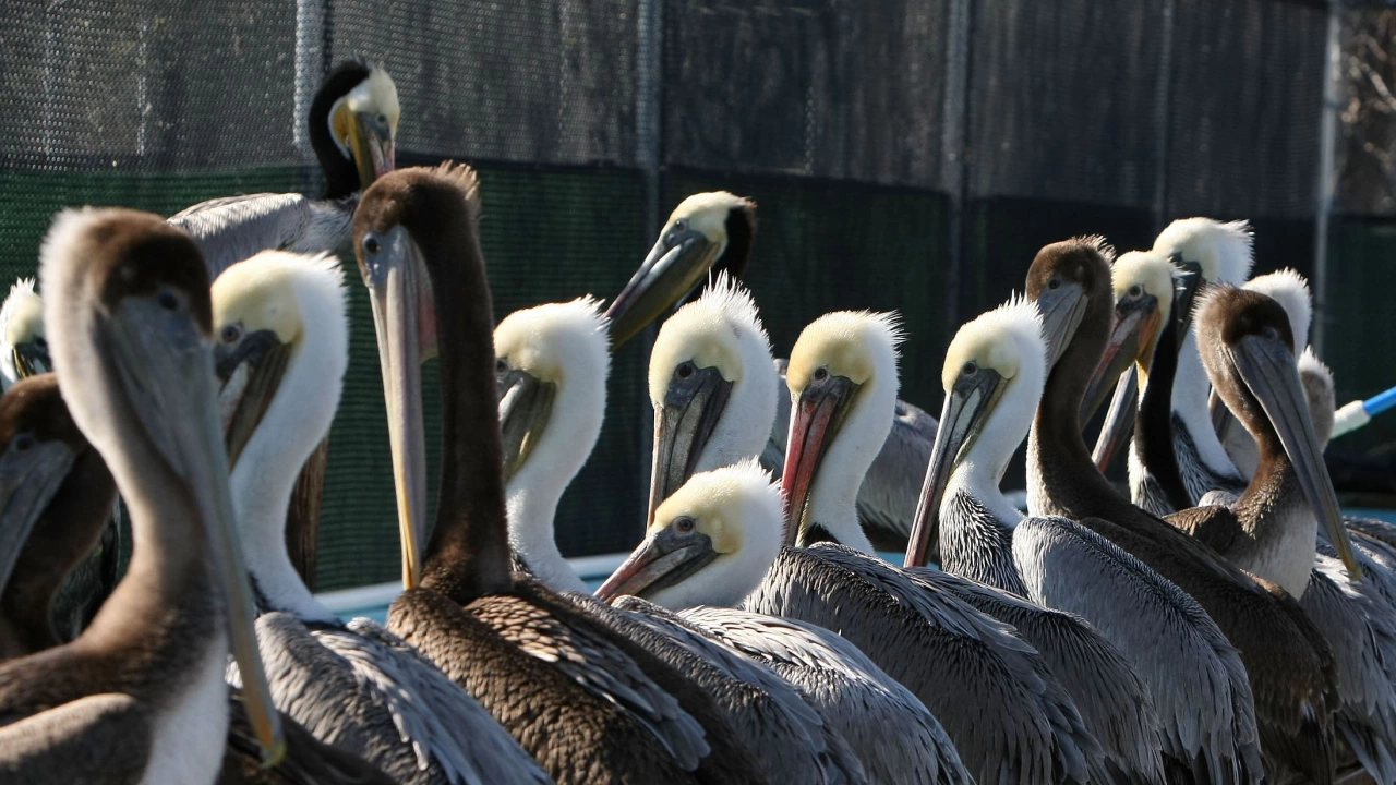 Избухване на птичи грип сред пеликаните кара властите във Венецуела