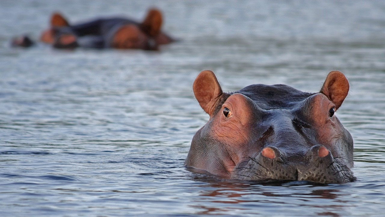 2-годишно дете оцеля след нападение от хипопотам
