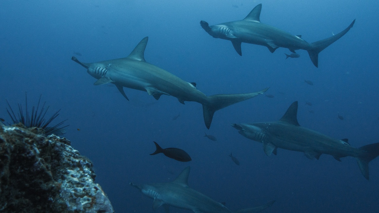 Екип от изследователи откри място, на което се размножават акулите