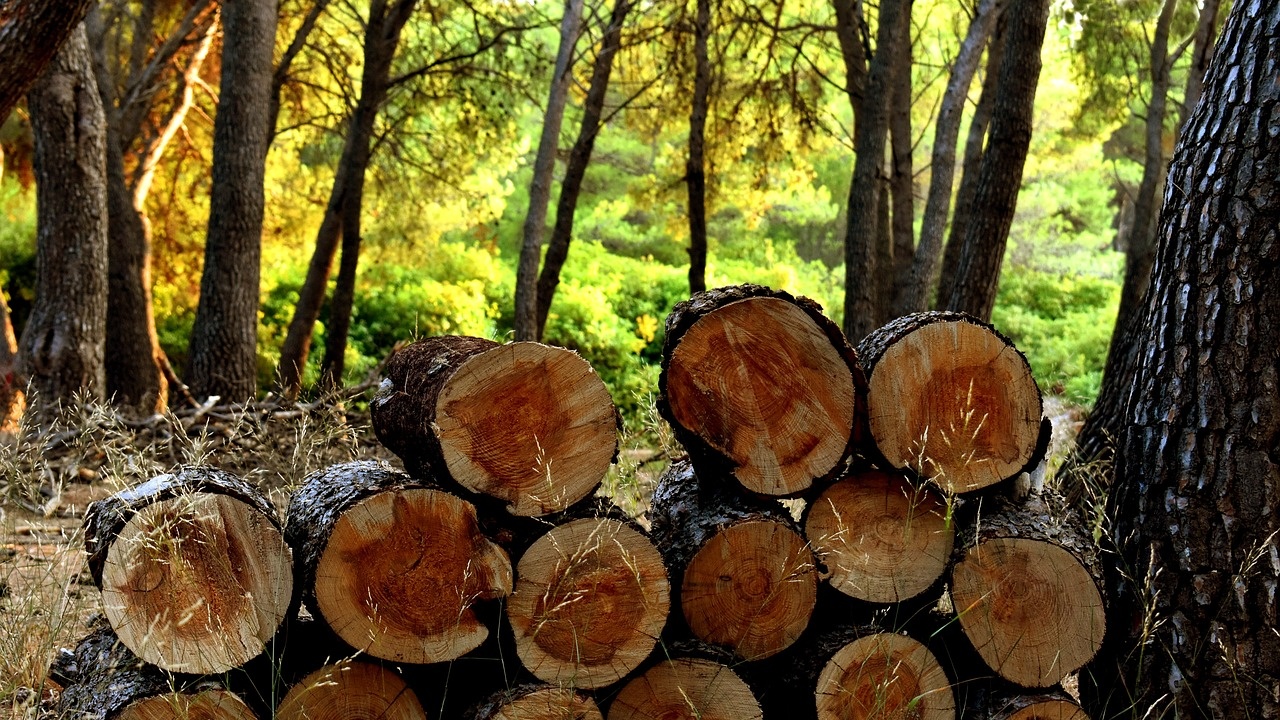 Община Болярово ще започне добив на дърва за населението за следващия отоплителен сезон още от януари