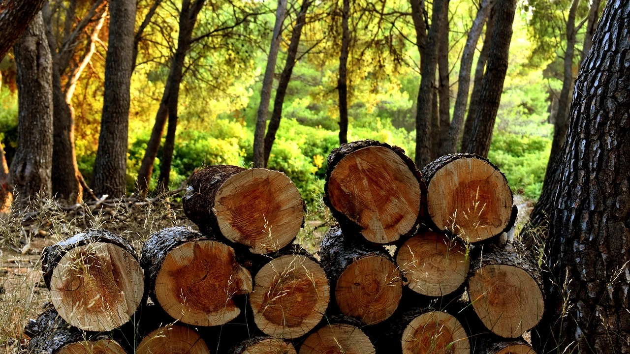 Добивът на дърва за населението в община Болярово за следващия
