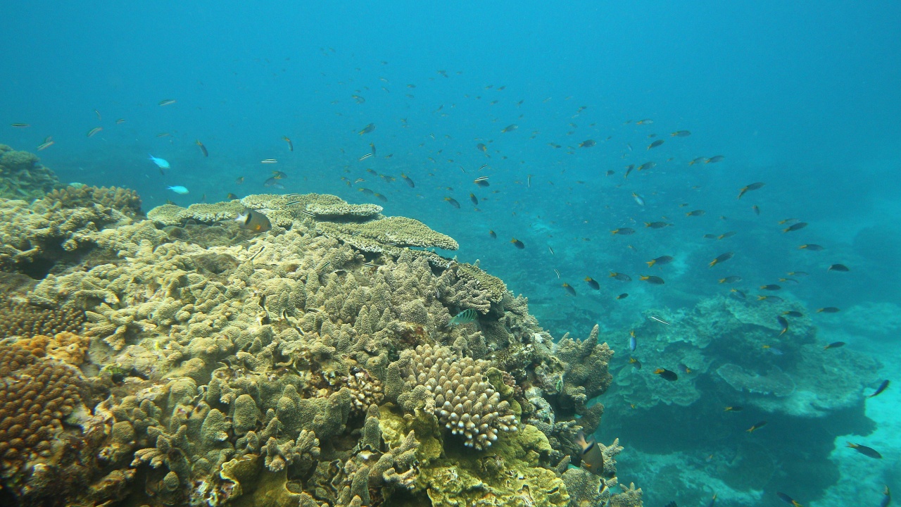 Учени замразиха корали от Големия бариерен риф в Австралия. Според