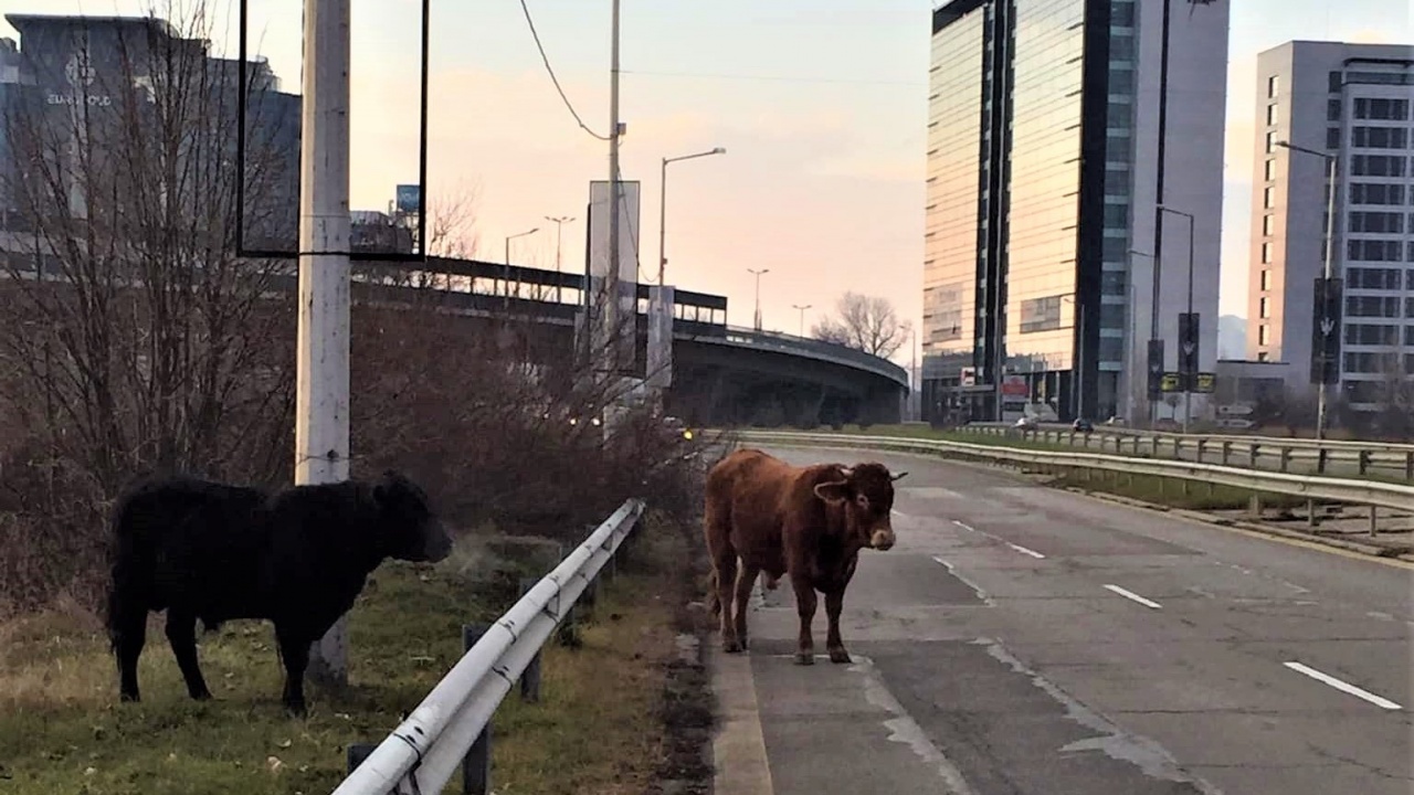 Крави по оживения столичен булевард Брюксел по пътя за летището.