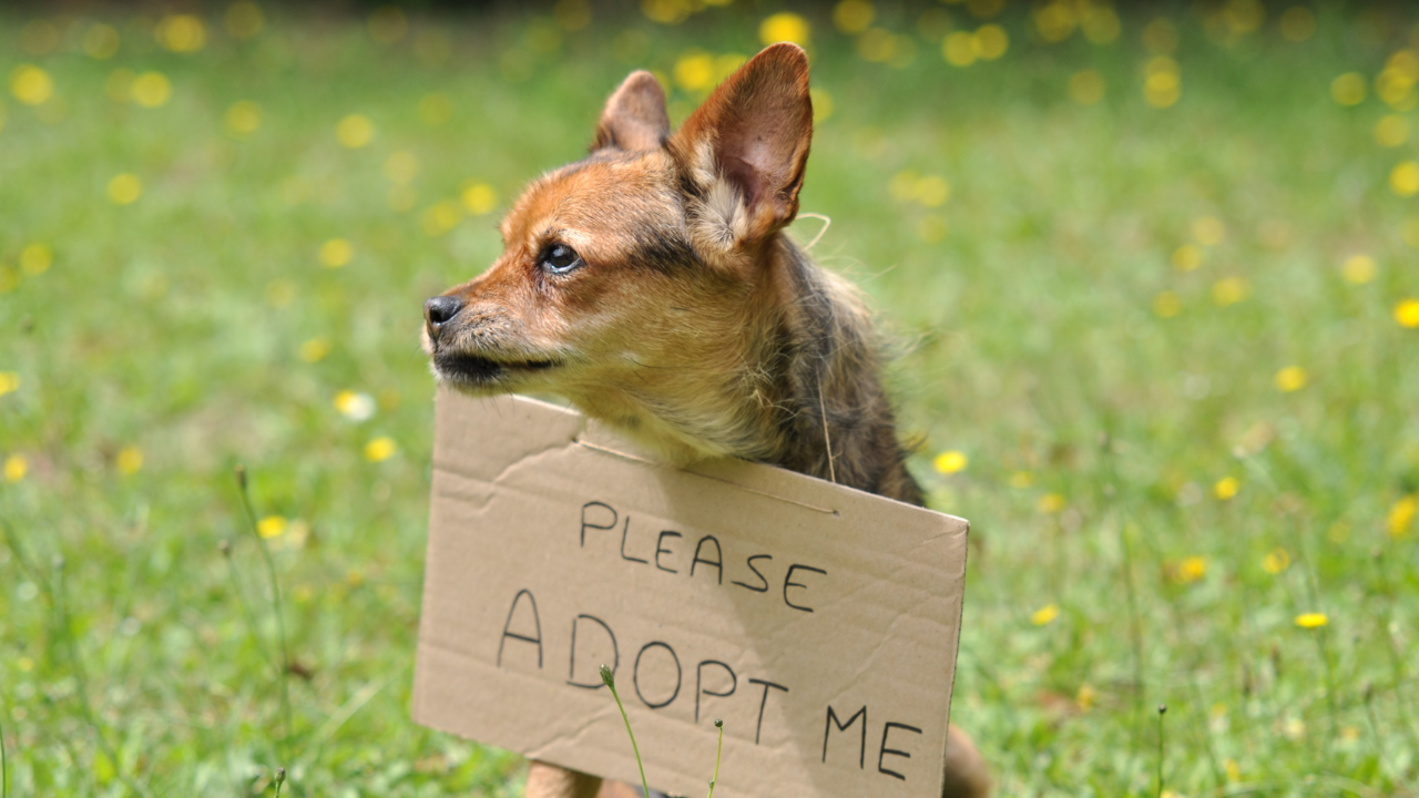 Апел за осиновяване отправят от приюта за бездомни животни в Ямбол