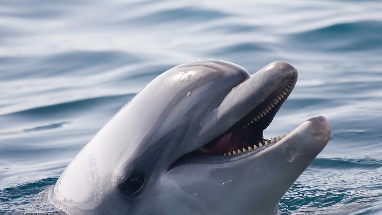 Смъртта на сладководни делфини в интервали от десет дни тревожи
