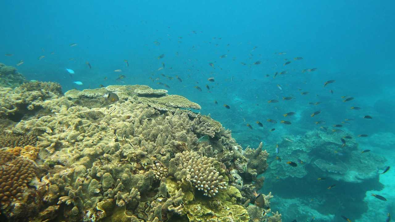 Учени замразиха корали от Големия бариерен риф в Австралия Според