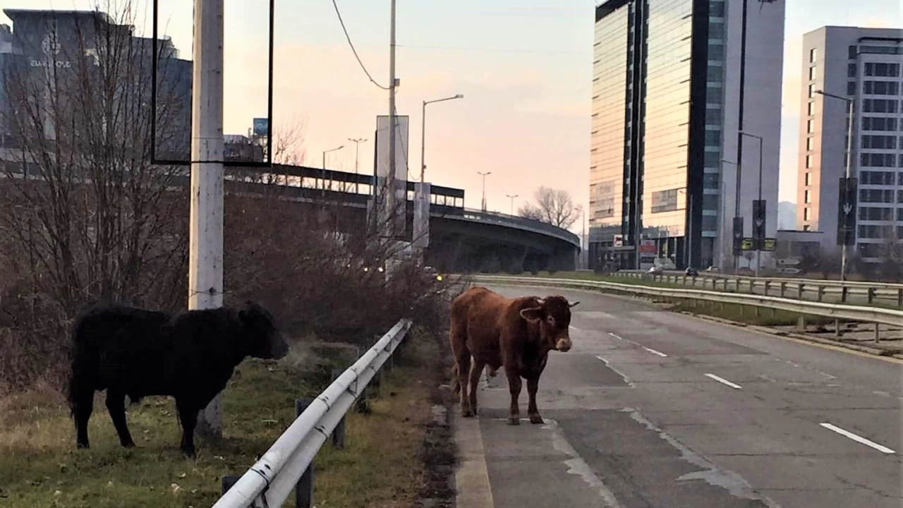 Крави по оживения столичен булевард Брюксел по пътя за летището