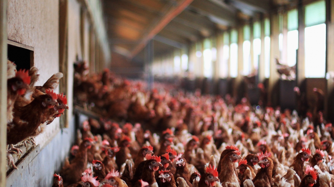В чешка ферма унищожават 220 000 кокошки заради най-голямото огнище на птичи грип в страната