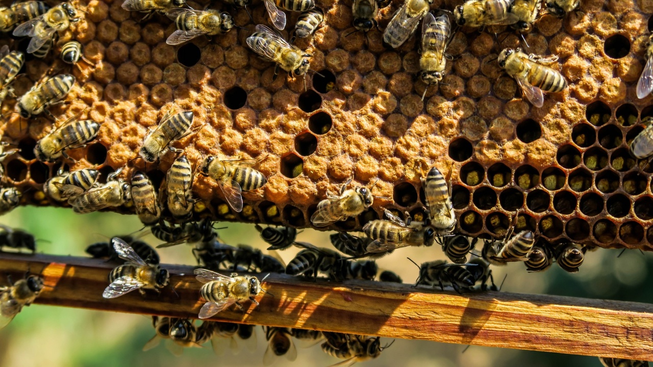 Системни кражби на пчелни семейства