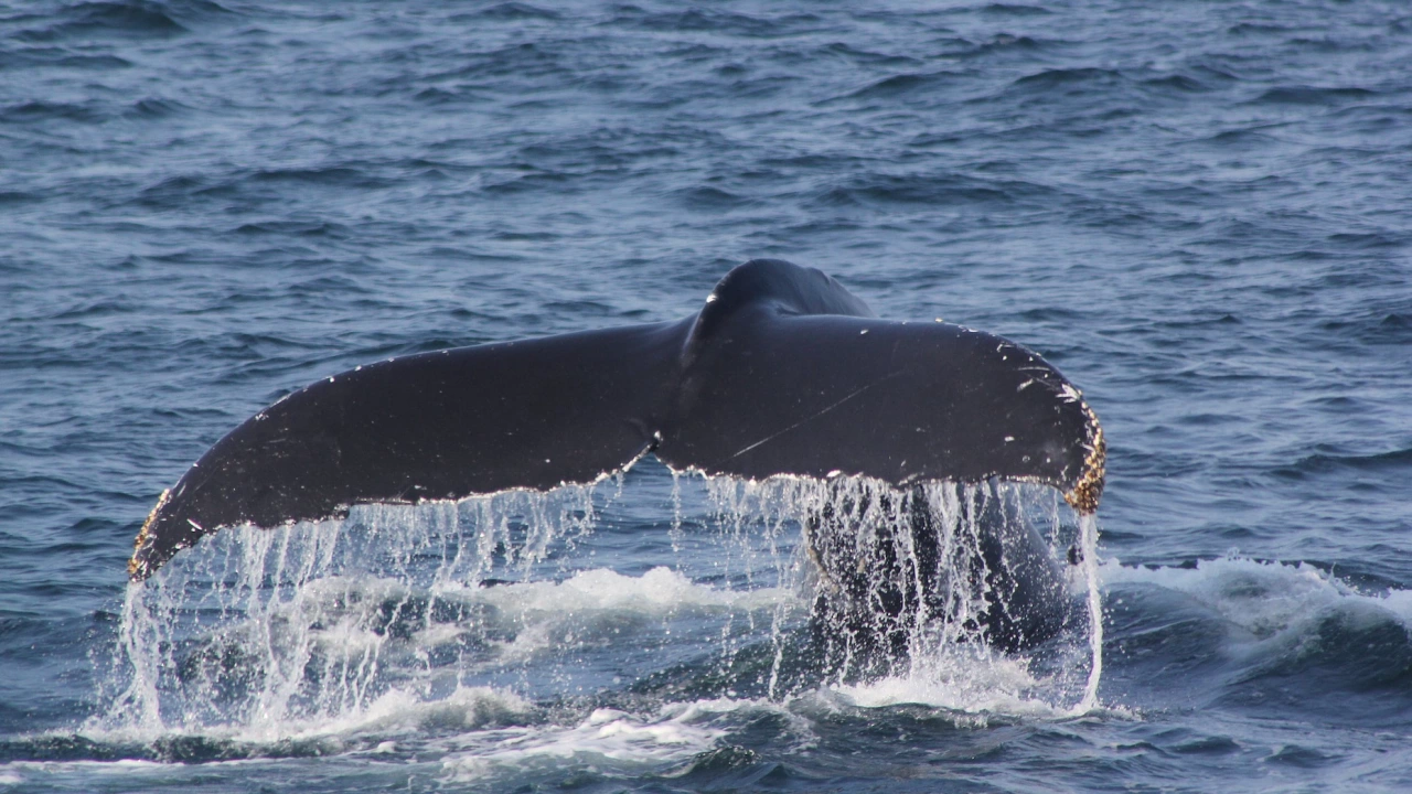 Учени отчитат повишение на раждаемостта сред гренландските китове край бреговете