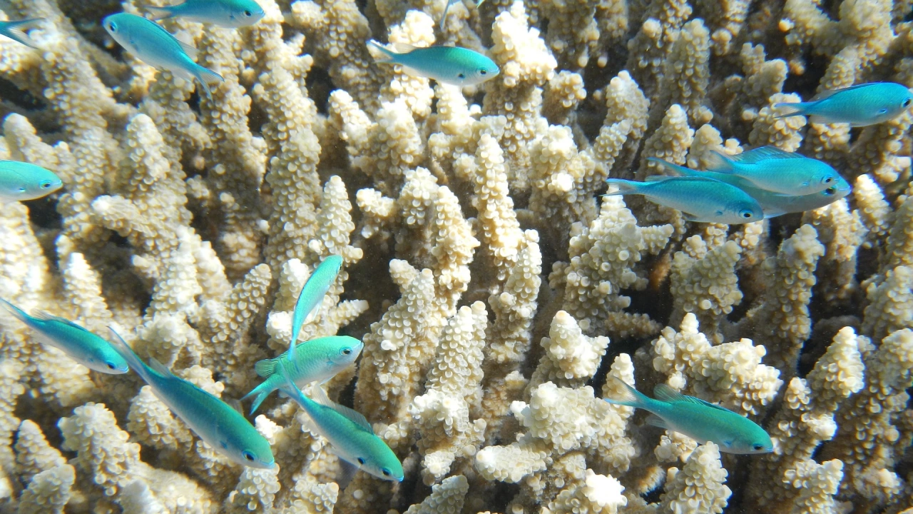 Избелването на коралите води до ненужни битки между рибите съобщи
