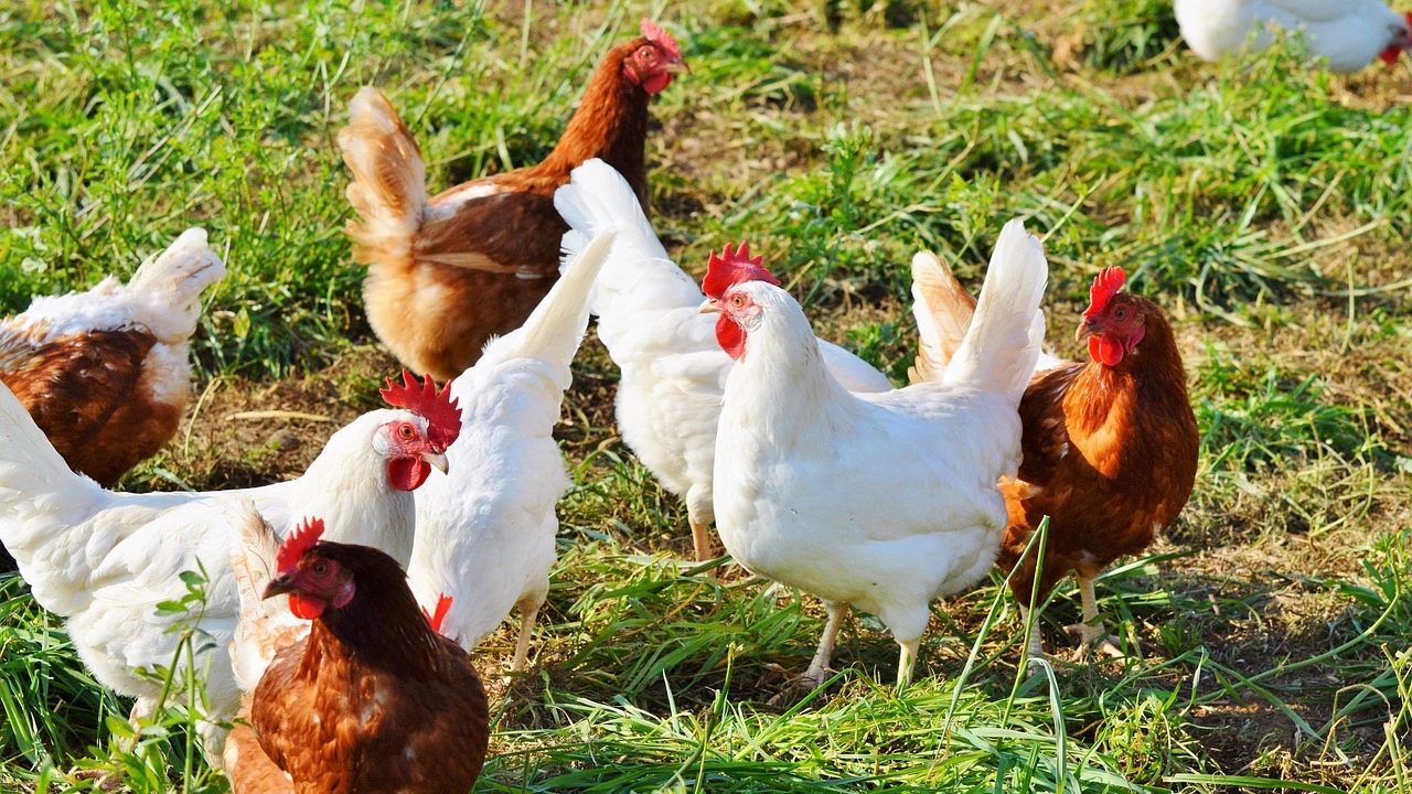 Чешките власти ще унищожат всичките 750 000 кокошки в птицеферма