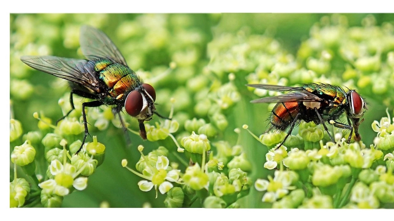 Популацията на насекоми във Финландия показва признаци на сериозни промени