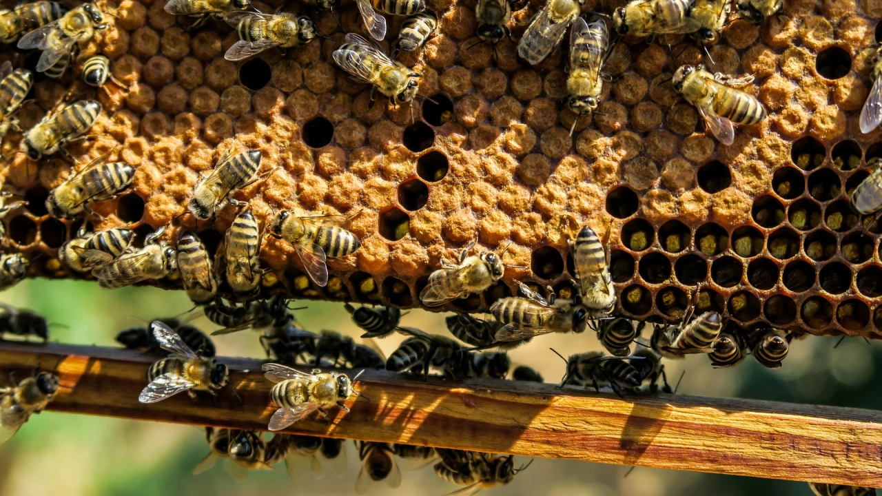 Системни кражби на пчелни семейства в региона на Балчик  
За това сигнализираха зрители