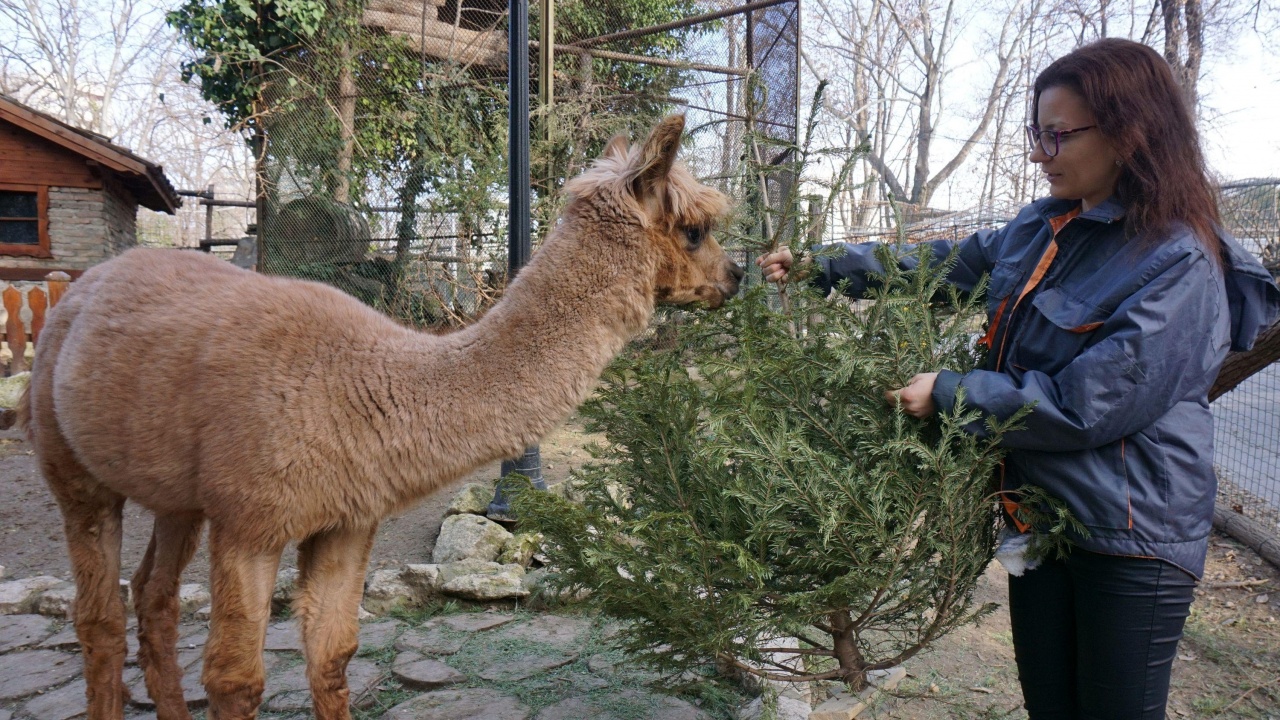 Коледни елхи за животните в зоопарка в Хасково