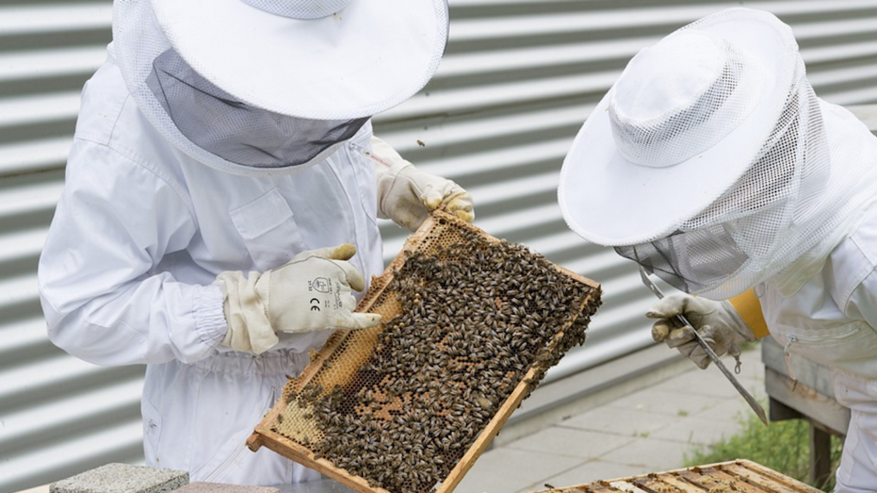 Пчеларите готвят протест - браншът изнемогва