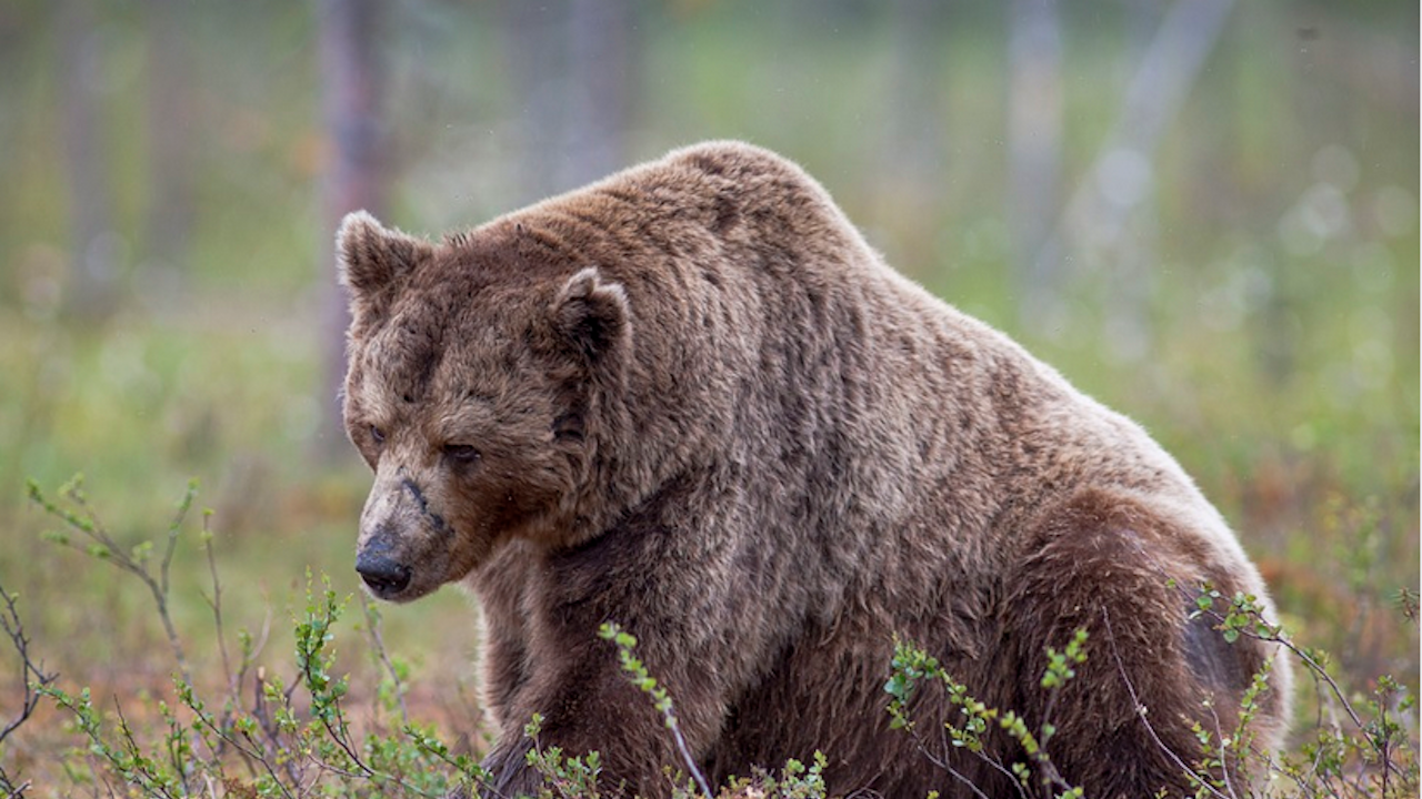 Почина мечокът Добри от Парка за мечки край Белица