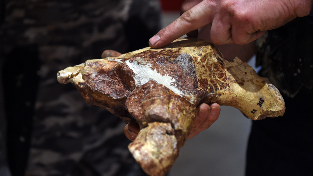 Вкаменелости на четири вида динозаври са открити в Чили