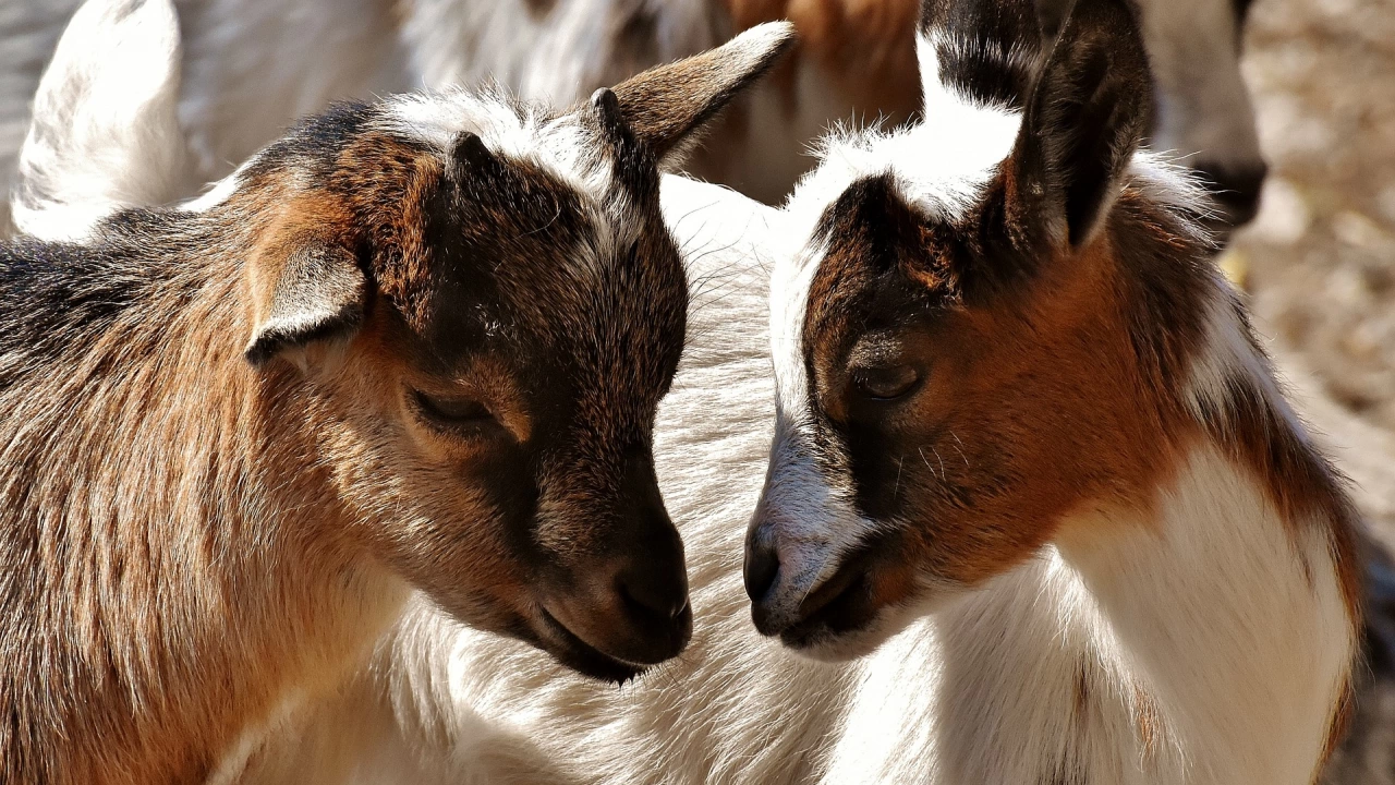 Разследват причините за смъртта на две кози в Трънско съобщиха от ОД