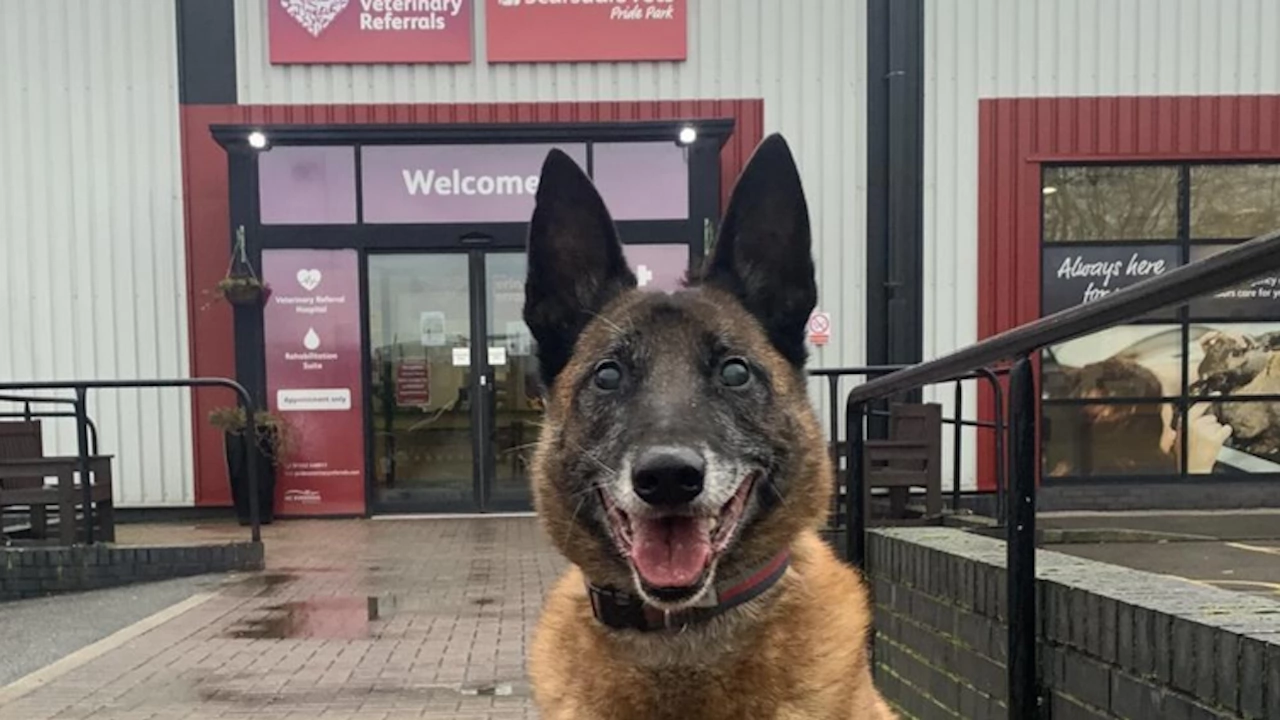 Куче което служи в противопожарната отбрана на Англия е ослепяло