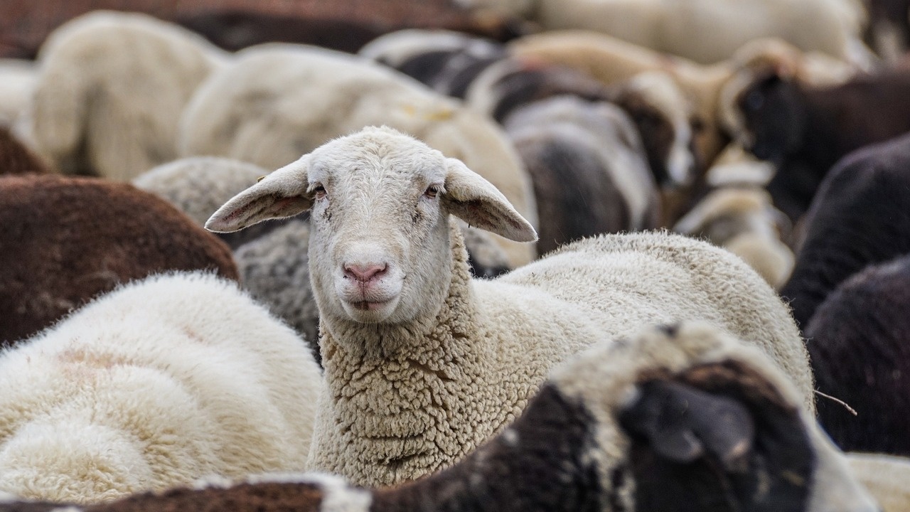 Откраднаха 100 бременни овце на стойност 50 000 лв. от ферма край Сливен