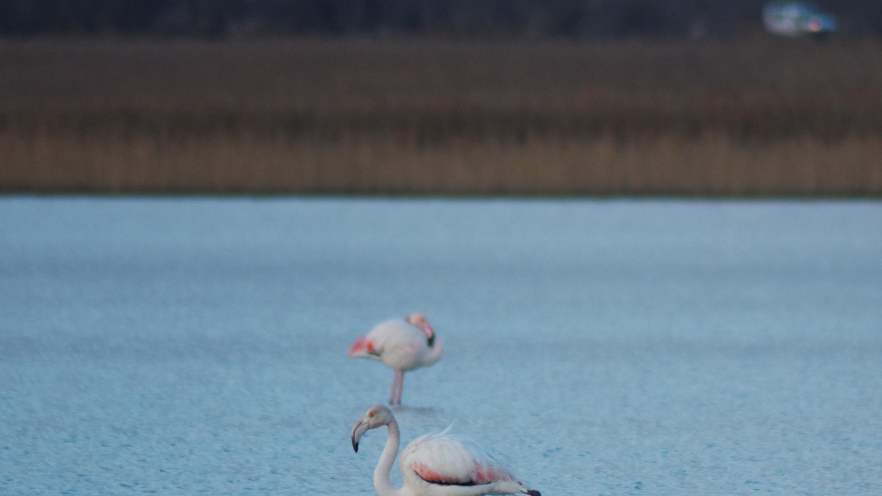 Преброиха рекордния брой от 2712 фламинги, базирани в Атанасовско езеро, Поморийско езеро и Защитена